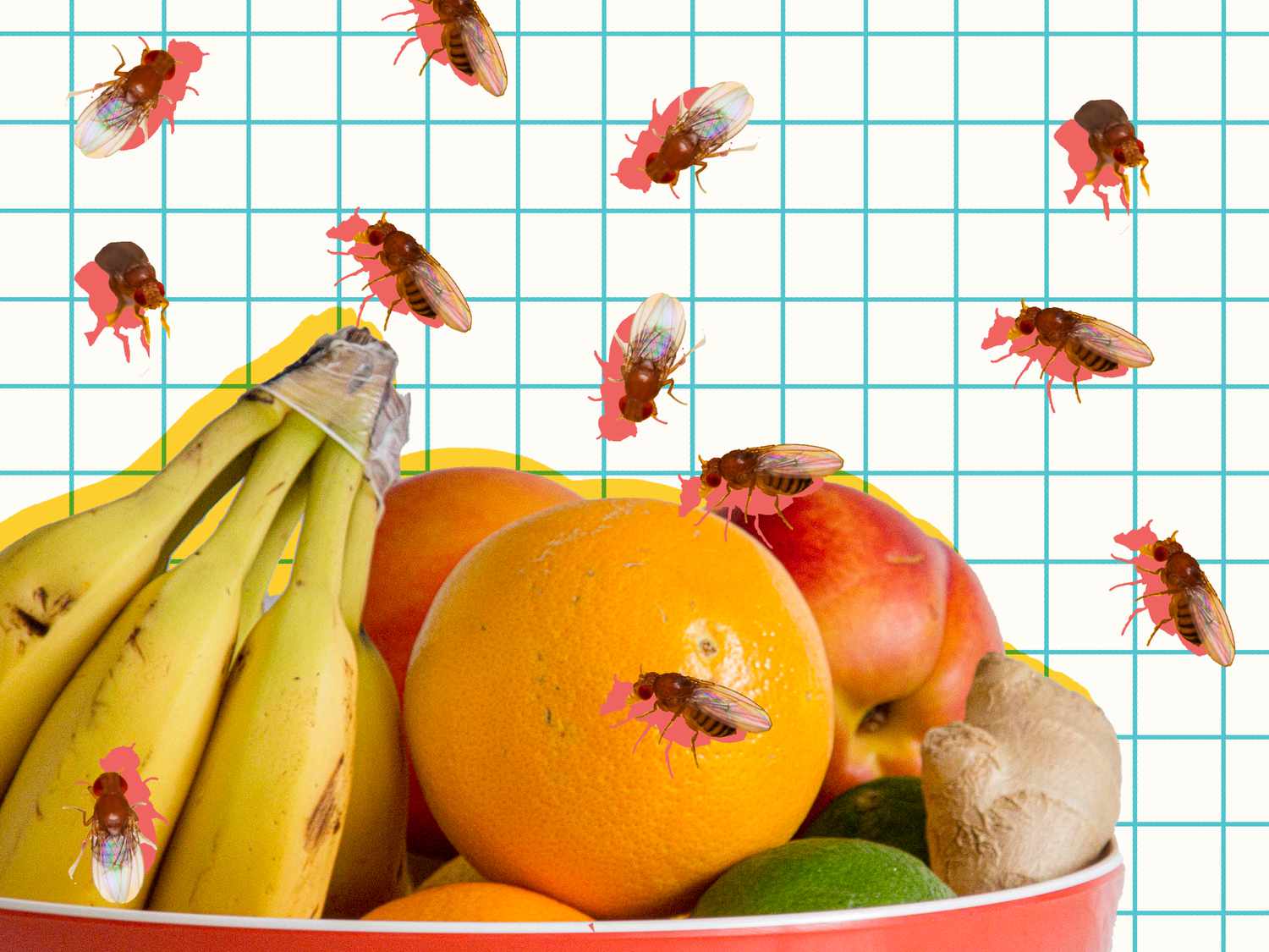 How you can Stop and Get Rid of Fruit Flies