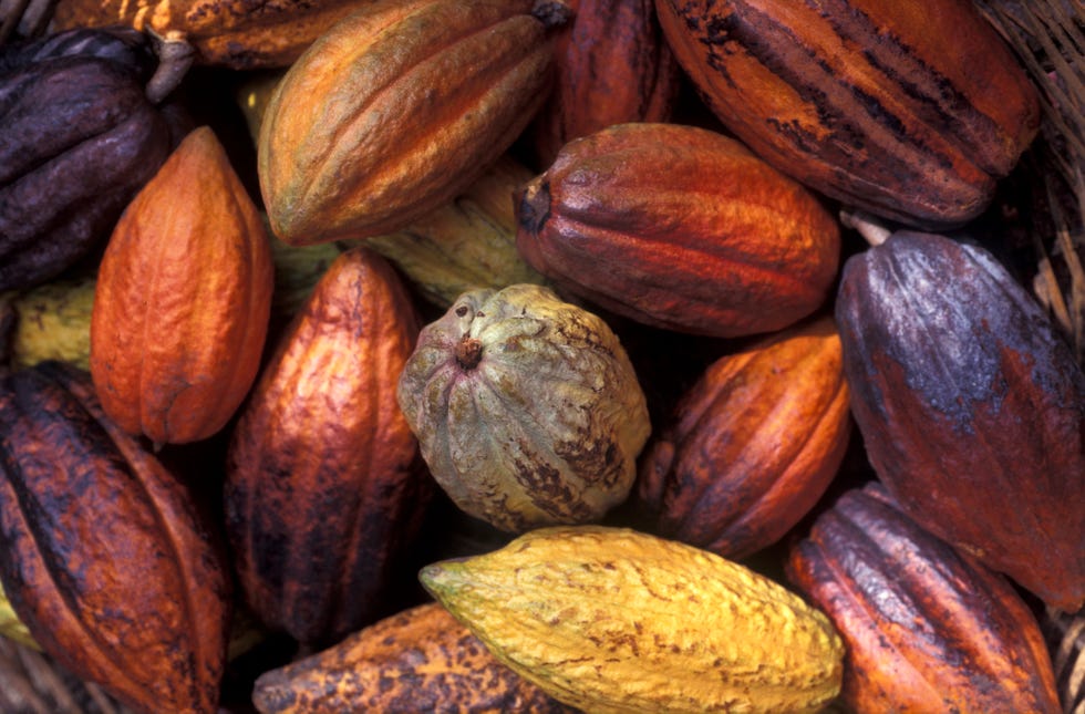 cacao