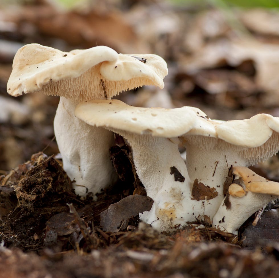 germany, hedgehog mushrooms, hydnum repandum