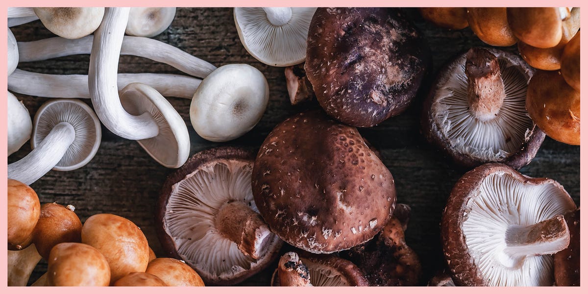 Varieties Of Mushrooms – Widespread Mushroom Varieties And How To Cook dinner Them